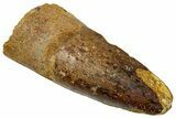 Fossil Spinosaurus Tooth - Real Dinosaur Tooth #329686-1